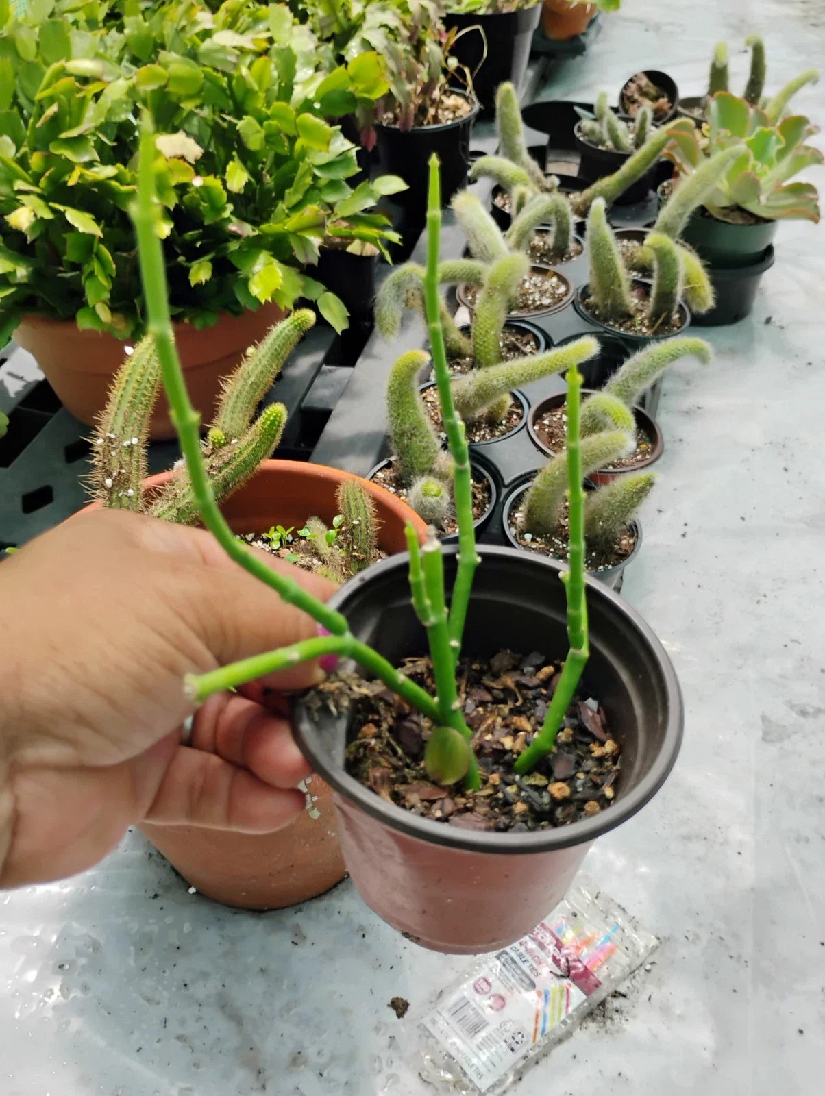 Sarcostemma Resiliens Plant in 4 Inch Pot, Resilient Green Climbing Vine, Indoor Houseplant, Rare Succulent-Like Foliage