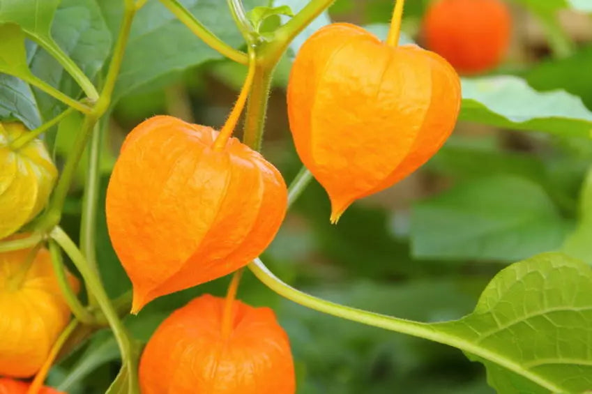 Ground Cherry Seeds 50 Non-GMO Physalis pruinosa, Cape Gooseberry, Chinese Lantern Fruit