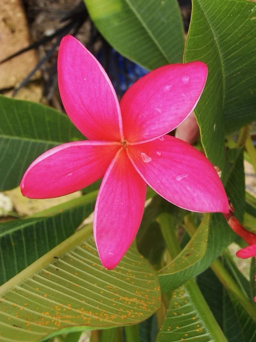 Fresh Exotic Pink Plumeria Cuttings 10-12 Inches - Frangipani Plant for Tropical Gardens
