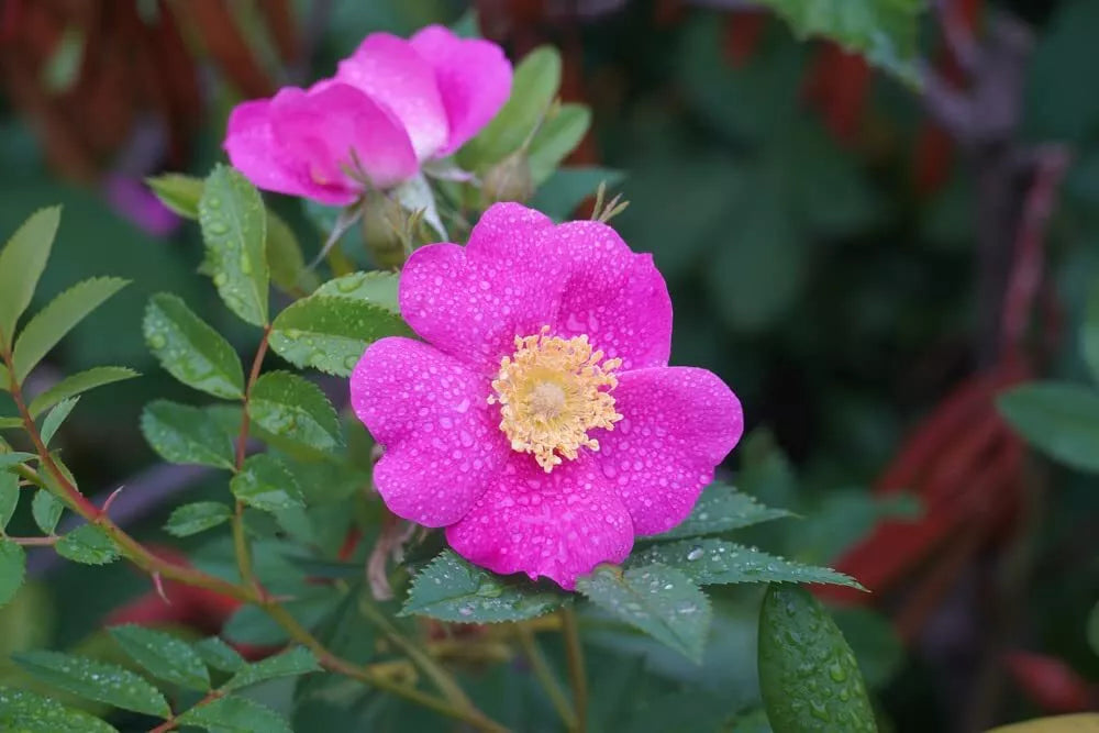 Woods Rose Seeds for Planting - Rosa woodsii Wild Rose Bush - Perennial Flowering Plant - 30 Seeds