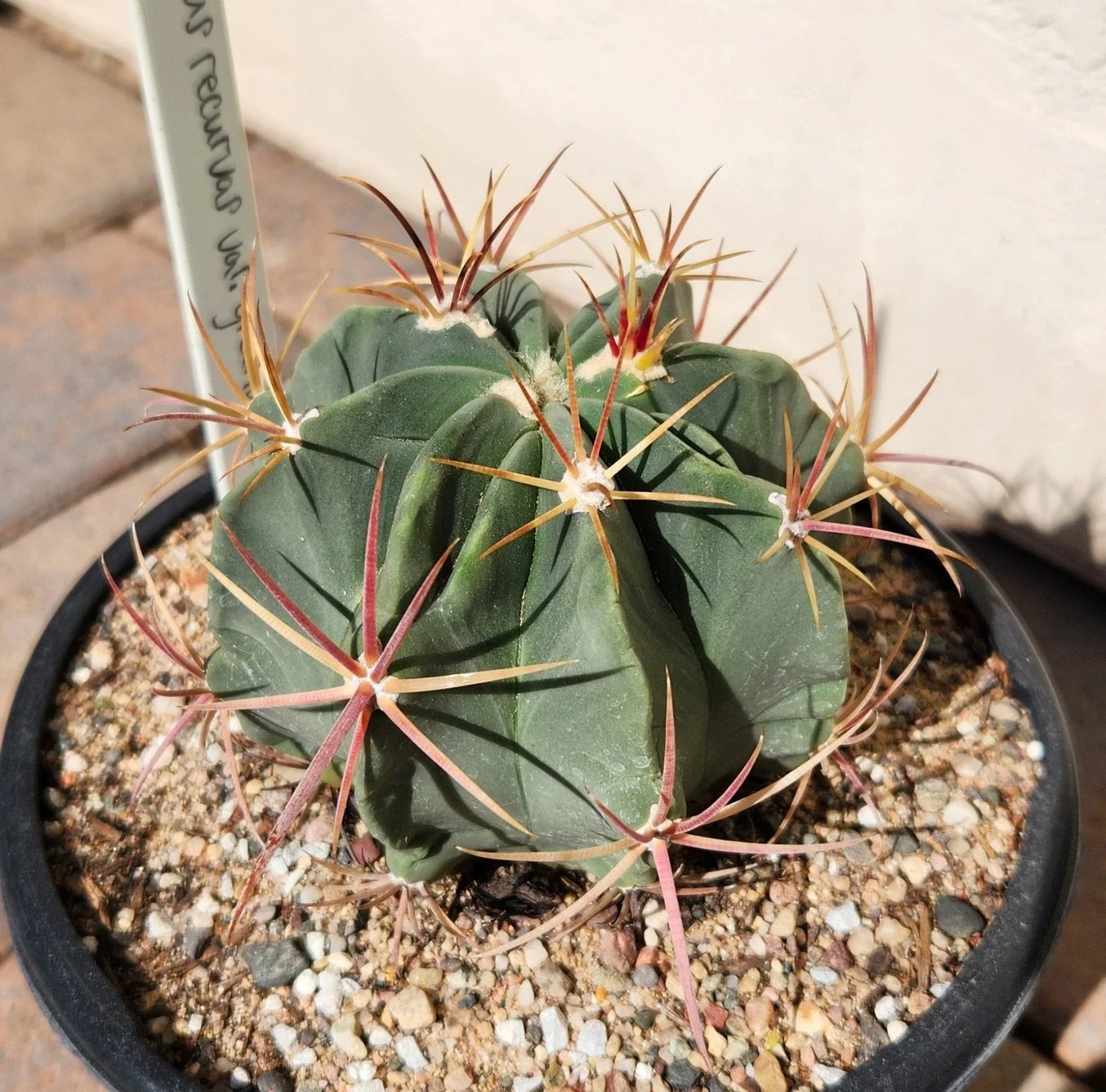 Ferocactus Recurvus Var Greenwoodii Live Plant | Rare Barrel Cactus | Unique Succulent for Home & Garden Decor