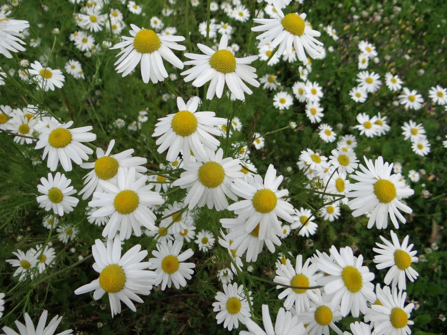Chamomile Herb Seeds - 500+ Organic Matricaria chamomilla Seeds for Tea & Culinary Use