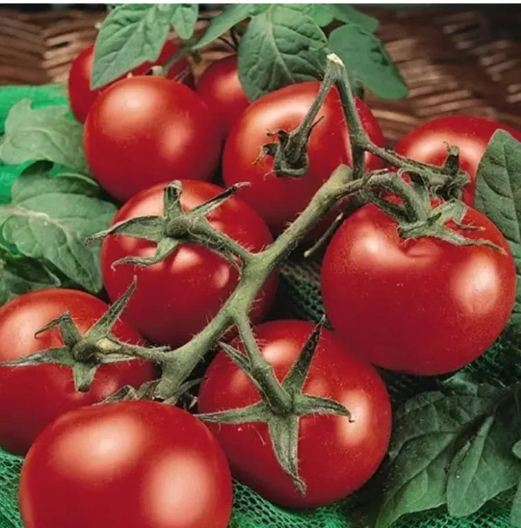 Heirloom MoneyMaker Tomato Seeds - Organic Non-GMO - 10+ Pack