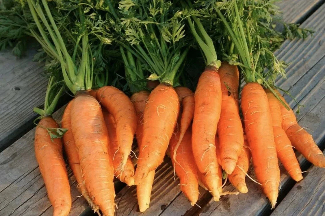 Organic Danvers Half Long Carrot Seeds - Heirloom Non-GMO Vegetable, 100 Seeds, Daucus carota