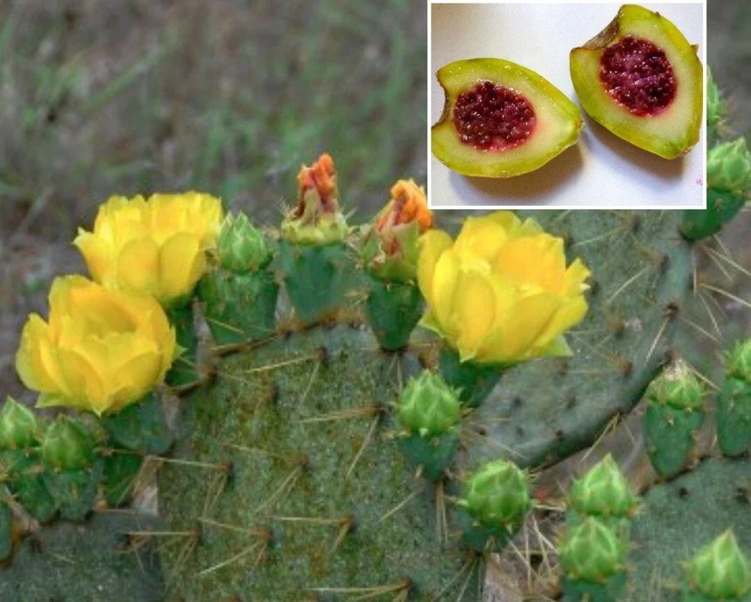Xoconostle Cactus Seeds 20 Opuntia matudae Sour Prickly Pear Organic Plant for Gardening & Culinary