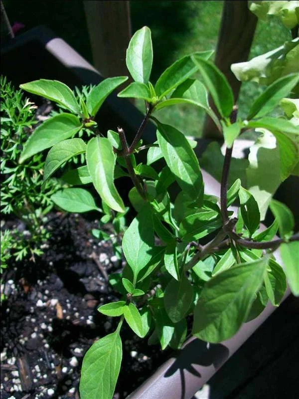 Licorice Basil Seeds - 100 Pack, Gourmet Culinary Herb, Ocimum basilicum var. anisatum, Anise-like Flavor, Annual Herb