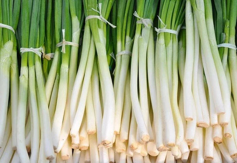 Nebuka Onion Seeds - Over 200 Bunching Vegetable Seeds - Allium fistulosum - Evergreen, Heirloom, Non-GMO, USA Free Shipping