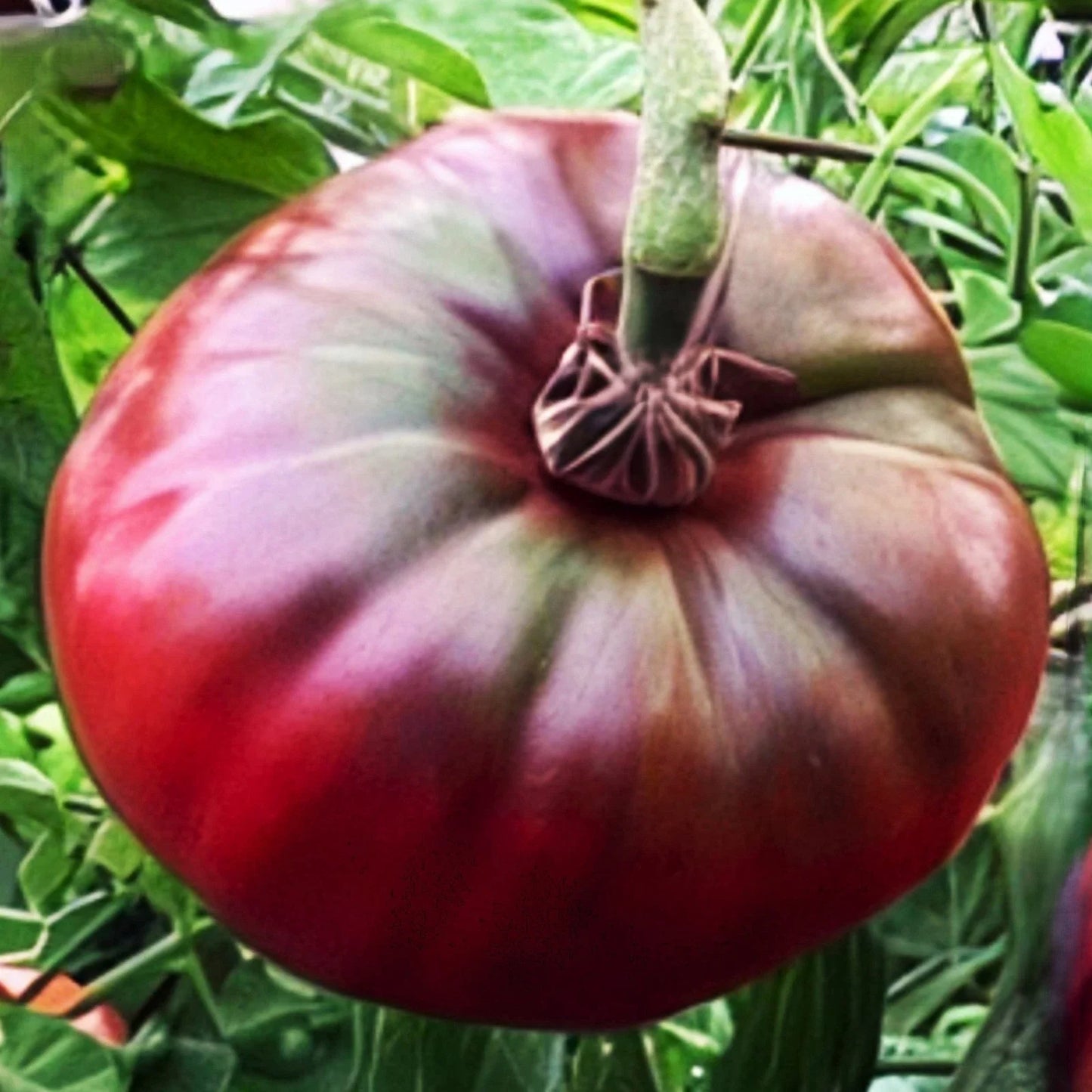 Cherokee Purple Tomato Seeds - Heirloom Solanum lycopersicum, Large Juicy Beefsteak, Purple Color, Organic Seed Pack for 2025 Planting