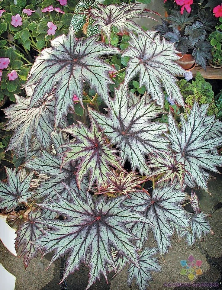 Connie Boswell Begonia Seeds - 25+ Pack for Garden Planting - Tuberhybrida Pink White Red Flowers