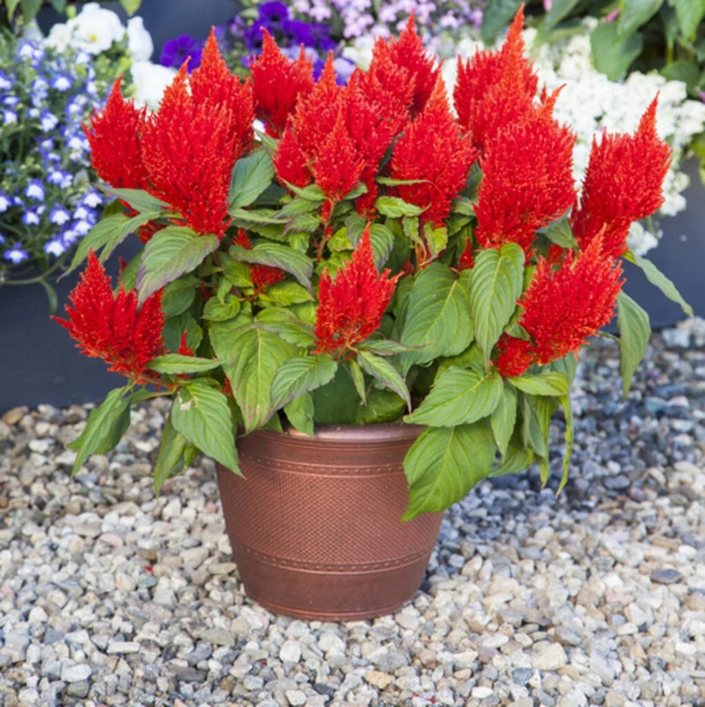 Celosia Seeds 500 Count Bright Sparks Scarlet, Celosia argentea, Vibrant Red Flowers, Full Sun Annual Plant