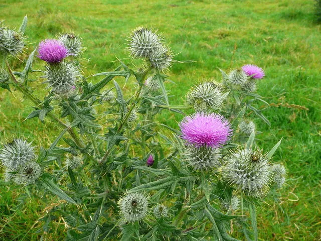 Spear Thistle Seeds 200+ Pack for Garden Planting - Cirsium vulgare - Non-GMO, USA Grown, Wildflower, Pollinator Attracting