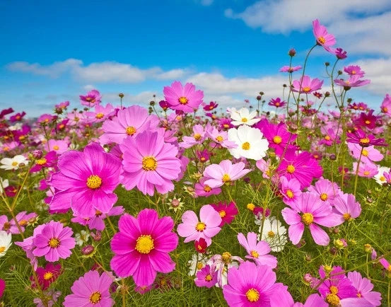 Cosmos Sensation Seeds - 155 Pack, Colorful Flower Seeds, Cosmos bipinnatus, Annual, Bright Blooms for Gardens & Borders