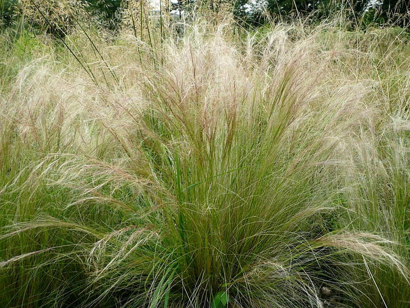 Bulk Mexican Feather Grass Seeds 1000 Count - Ornamental Stipa Tenuissima for Gardens & Landscaping