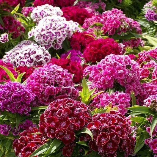 Sweet William Seeds - Herald of Spring Mix - Non-GMO Dianthus barbatus - Partial Shade Garden Flowers - 200 Seeds