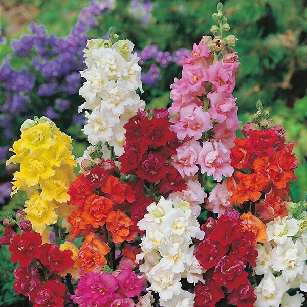 Double Mix Snapdragon Seeds - 200 Perennial Flower Seeds - Antirrhinum majus for Borders & Containers