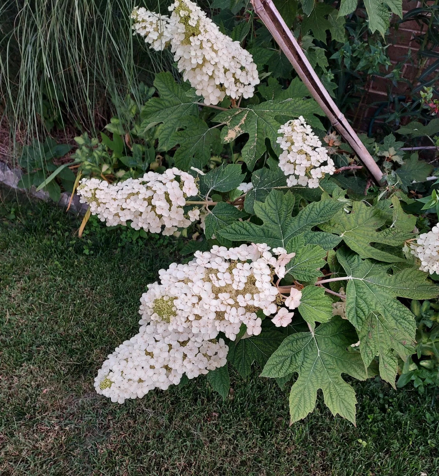 Live Oakleaf Hydrangea Cutting - Single Stem 5-14" - Hydrangea quercifolia - Traditional Variety