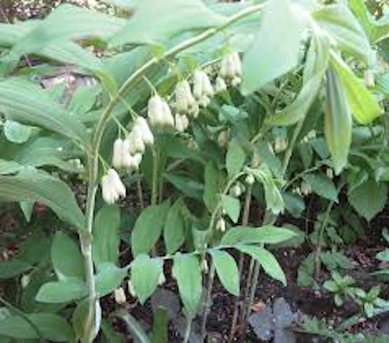 True Solomon Seal Bare Root Perennial Wildflower 3 Pack Polygonatum biflorum, Shade Garden, Drought Tolerant, Native Plant