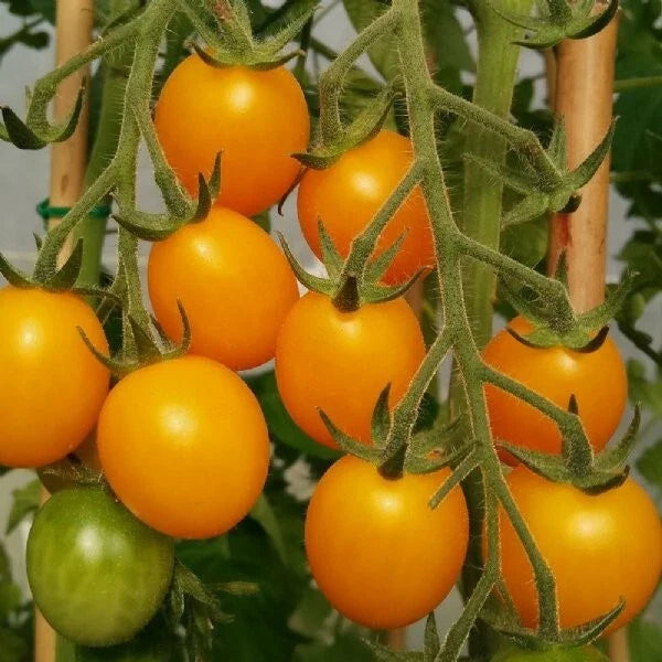 Gold Nugget Cherry Tomato Seeds - Organic Heirloom Non-GMO - 10+ Seeds