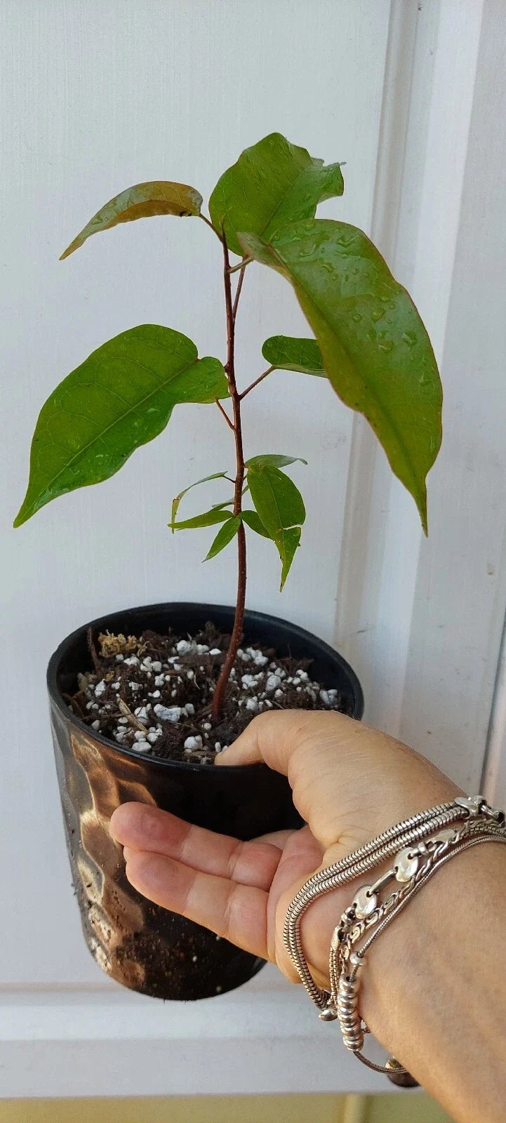 Gumbo Limbo Seedlings - 8-Inch Live Bursera Simaruba Trees for Landscaping & Gardens - Tropical Native Plant