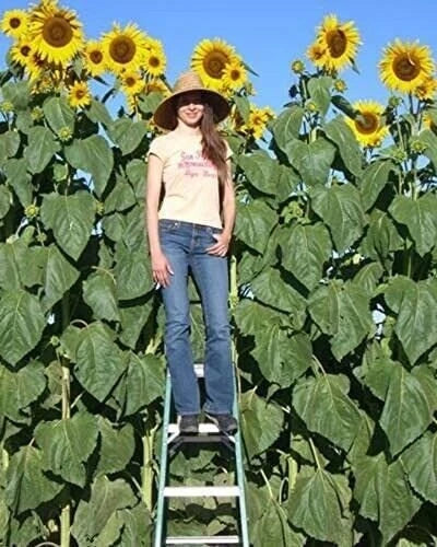 Skyscraper Sunflower Seeds - Non-GMO Helianthus annuus Flower Seeds for Tall Garden Plants, Pollinator Attracting, Pack of 30