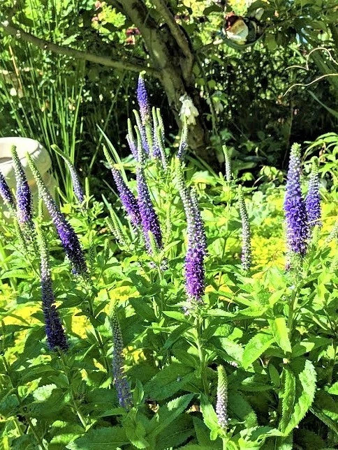 Speedwell Plants - 10 Live Veronica "Royal Candles" Perennials for Garden Borders and Pollinator Attraction