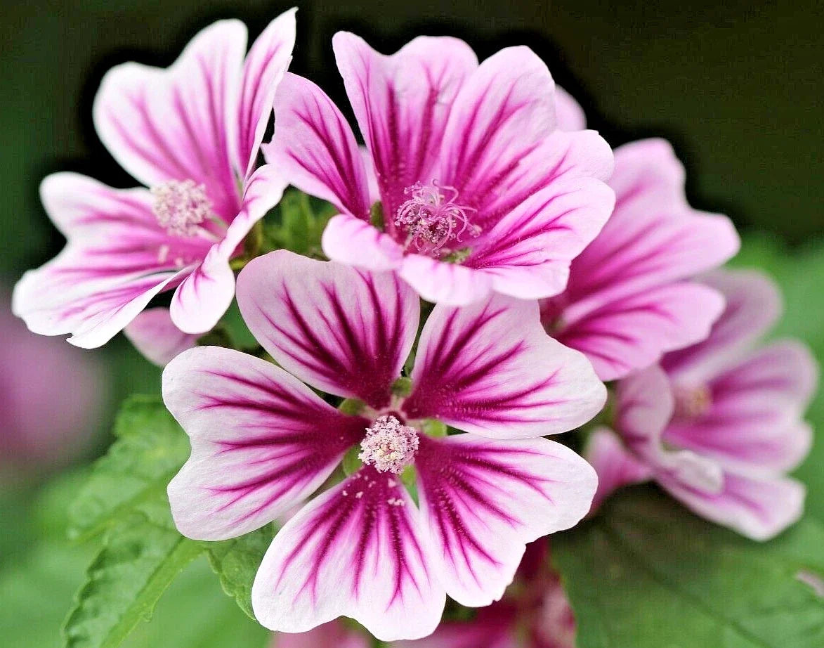 Zebra Mallow Seeds 100 Pack, White Zebra Striped Flowers, Hardy Malva sylvestris, Perennial Garden Flower Seeds