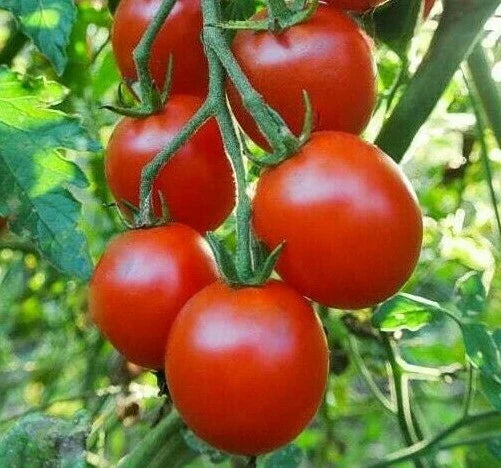 Sweetie Cherry Tomato Seeds | 100+ Seeds | Solanum lycopersicum for Sauce & Salad