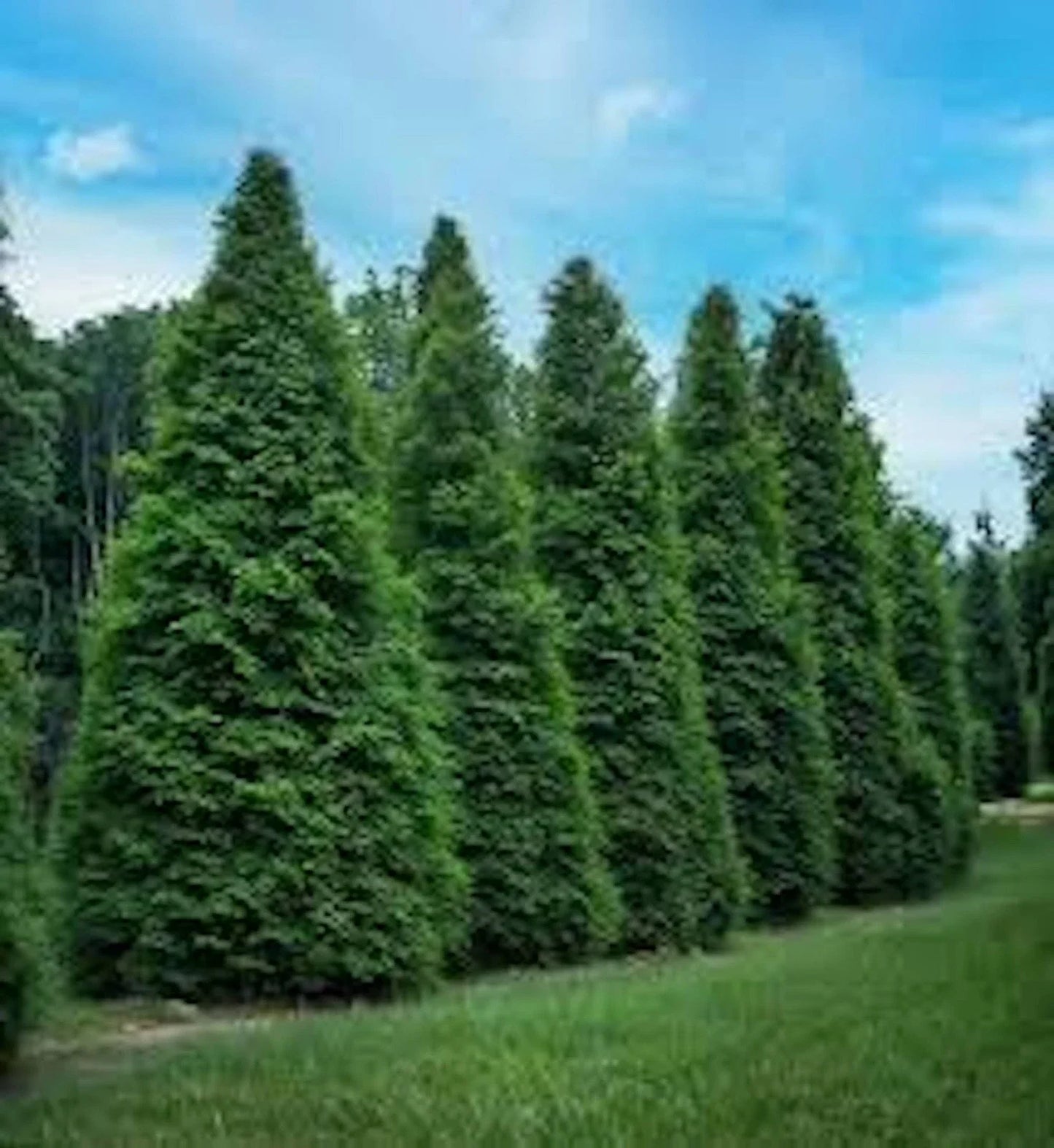 Green Giant Arborvitae Trees - 3 Pack Starter Plants - Thuja Plicata Evergreen Privacy Hedges & Windbreaks