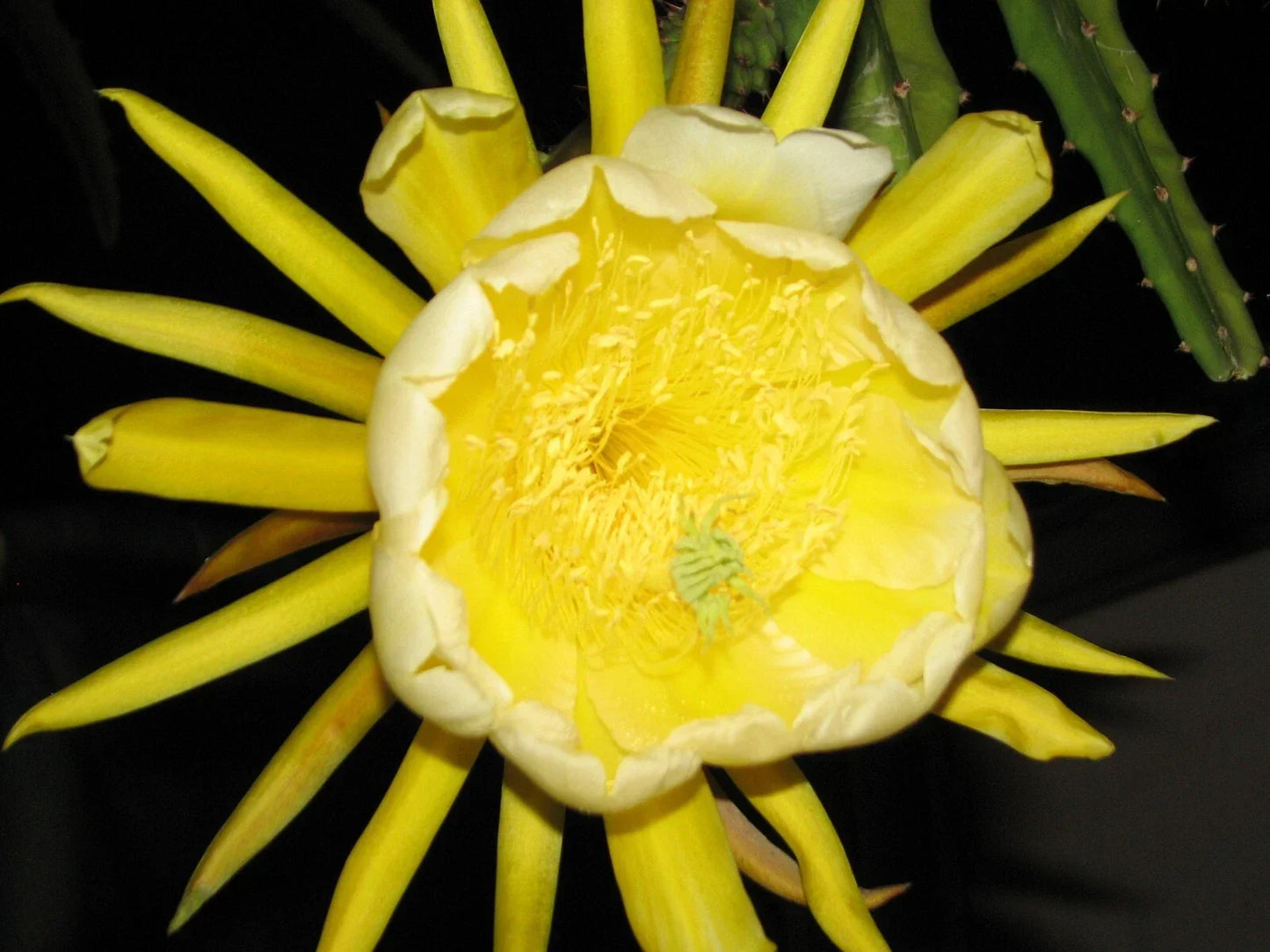 Epiphyllum Dragon Fruit Cutting - Yellow Skin Variety - Tropical Climbing Plant for Home Gardening