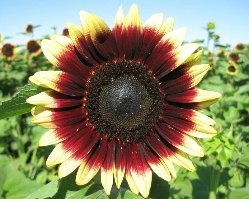 Pro Cut Red Lemon Sunflower Seeds - Helianthus annuus - Fresh Non-GMO Seeds