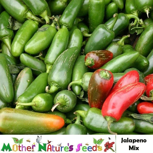 Jalapeno Hot Pepper Seeds - Heirloom Non-GMO Capsicum annuum - Medium Heat 5,000 Scoville for Salsas & Cooking