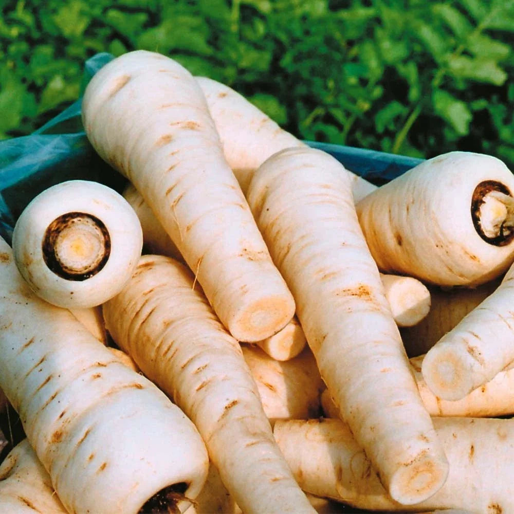 Parsnip Seeds - Harris Model, Fresh Non-GMO, Open-Pollinated, Pastinaca sativa, Vegetable Seeds for Home Garden & Farming