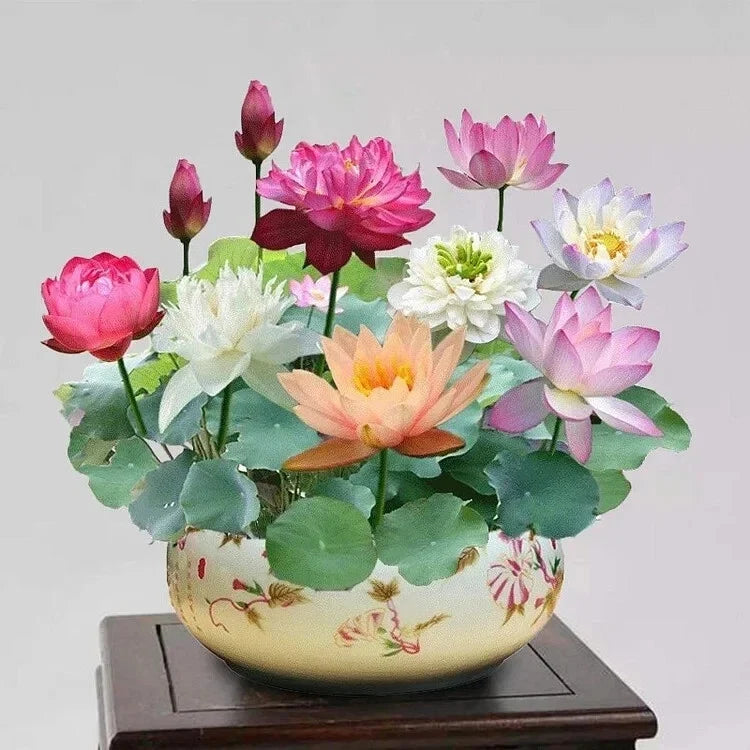 Mixed Color Lotus Flower Seeds - Sacred Lotus Nelumbo nucifera for Indoor & Outdoor Ponds, 15pcs