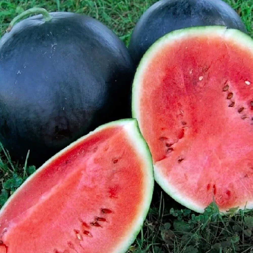 Black Diamond Watermelon Seeds | Heirloom NON-GMO Citrullus lanatus | 25 Seeds