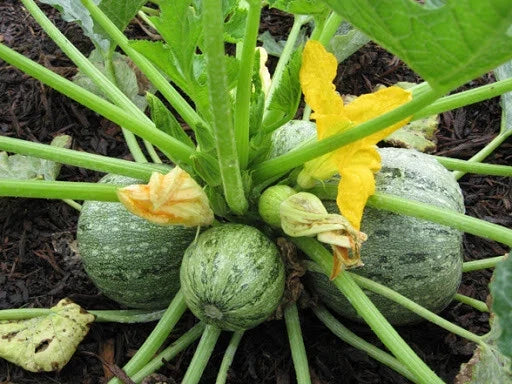 Round Zucchini Seeds - Heirloom Cucurbita pepo Vegetable Seeds for Home Garden, 20+ Pack