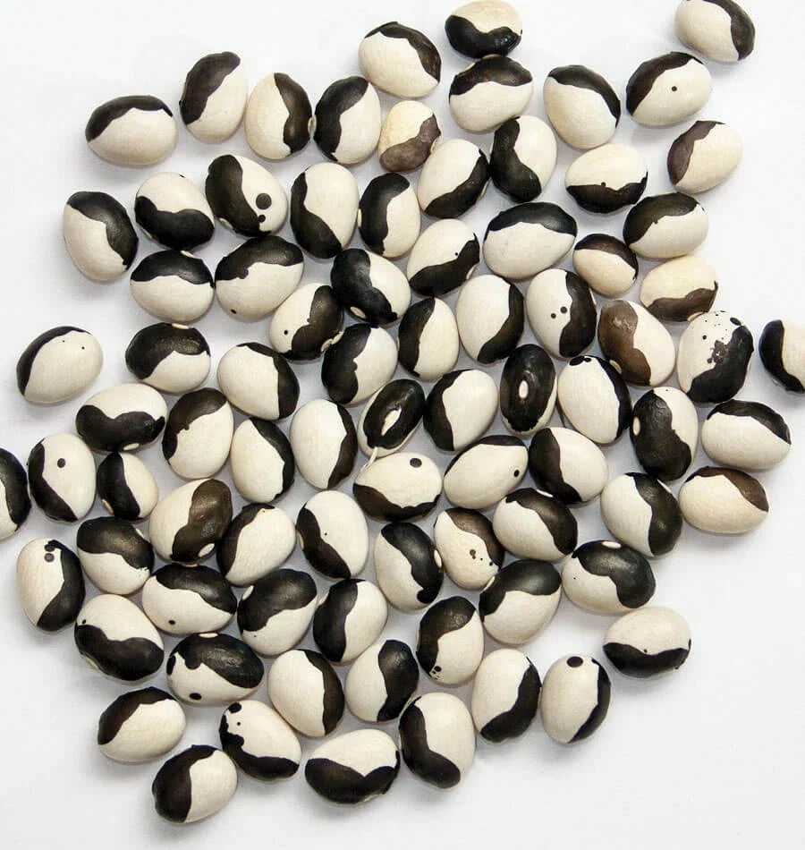Calypso Bean Seeds - Heirloom Phaseolus vulgaris, Black & White Striped, Soup Bean, Organic, Non-GMO, Full Sun, 50 Seeds