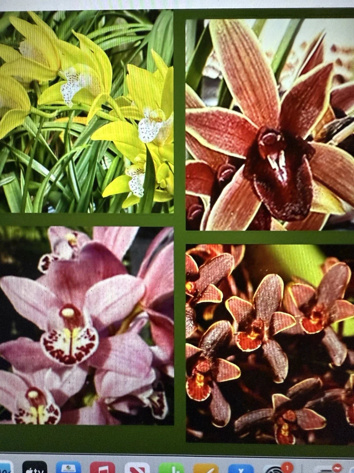 Cymbidium Orchid Seedling Bare Root - 8 Varieties Available - Epiphytic & Terrestrial Orchids - Orchidaceae