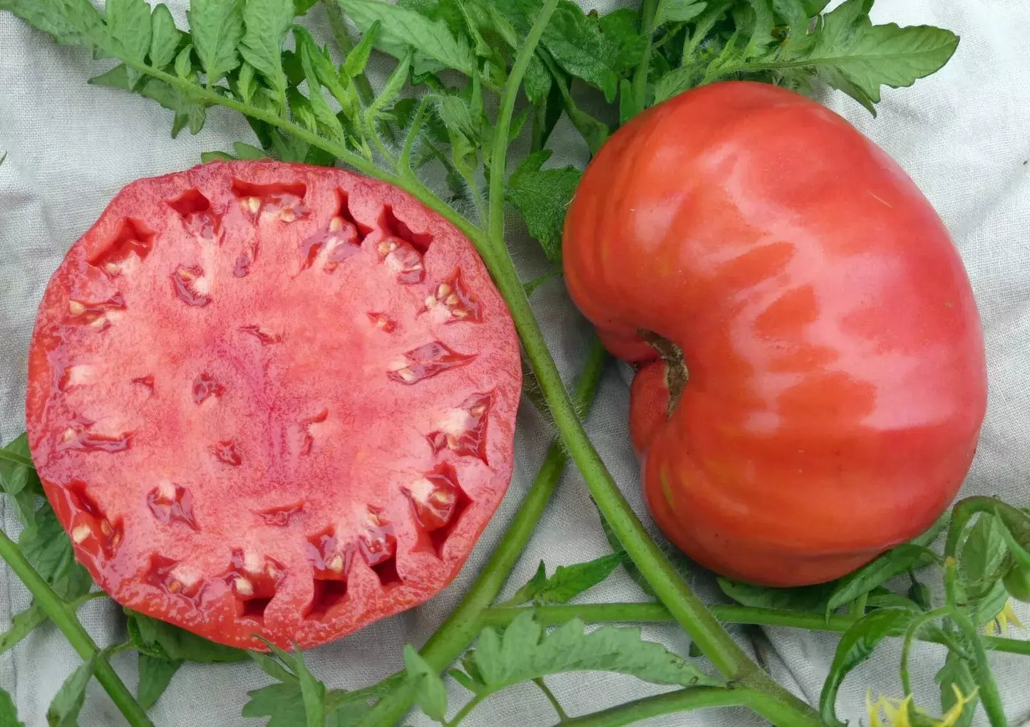 Mortgage Lifter Tomato Seeds - Organic Heirloom Non-GMO Seeds for Home Gardening, Large Juicy Fruits, Solanum lycopersicum