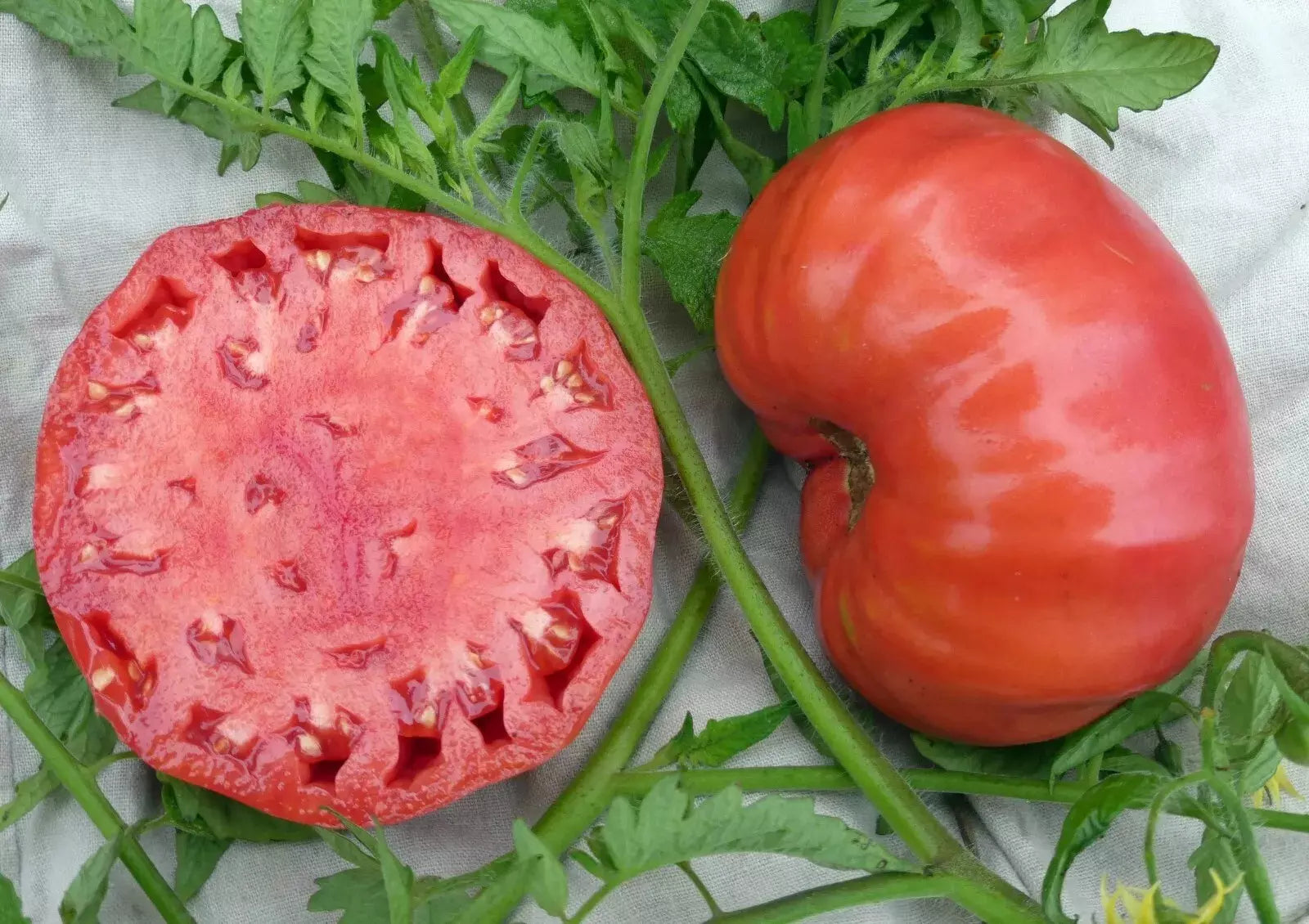 Mortgage Lifter Tomato Seeds - Organic Heirloom Non-GMO Seeds for Home Gardening, Large Juicy Fruits, Solanum lycopersicum