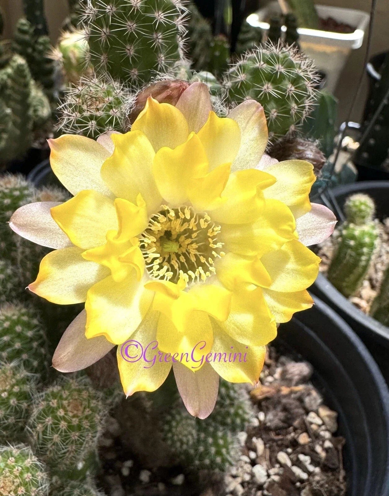 Peanut Cactus Plant - Lincoln Lemon Sorbet - Chamaecereus European Hybrid - Rooted Succulent in 4-inch Pot