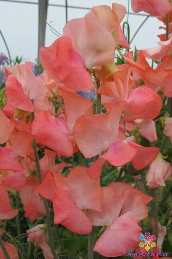 Candyfloss Sweet Pea Seeds - 50+ Pack, Lathyrus odoratus, Climbing Annual, Pastel Flowers, Garden Planting, USA