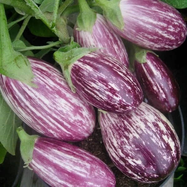 Eggplant Pandora Striped Rose Heirloom Seeds - 50+ Non-GMO Vegetable Seeds USA