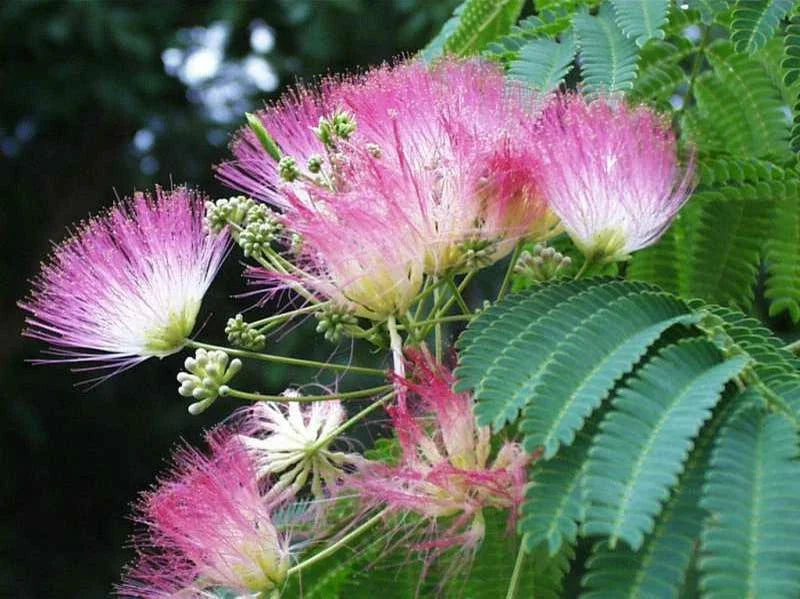 Silk Mimosa Tree Starter Plant 6" Albizia Julibrissin Pink Fragrant Flowers Bare Root