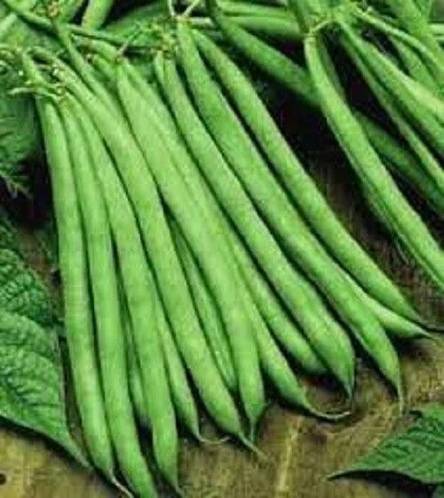 Premium Contender Stringless Green Bean Seeds - Non-GMO, Heirloom, Phaseolus vulgaris, Bush Type, Seed Packet