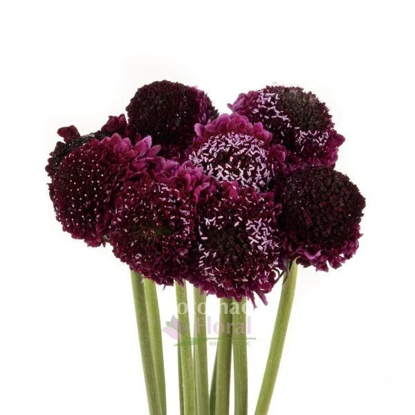 Scabiosa Seeds Burgundy Black Knight - Scabiosa atropurpurea, 40 Pack, Butterfly & Bee Attracting, Full Sun, Drought Tolerant