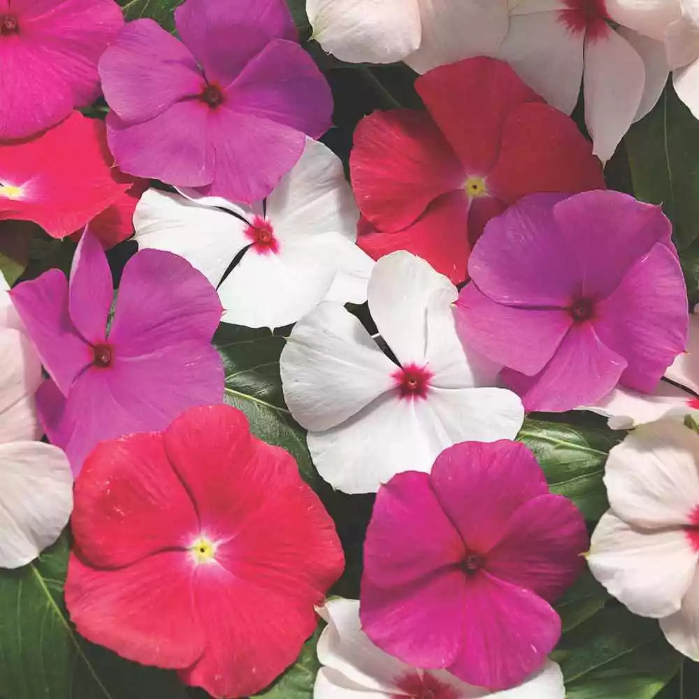 Vinca Seeds 500 Count - Sunsplash Mix, Colorful Annual Flowering Plants for Gardens, Catharanthus roseus