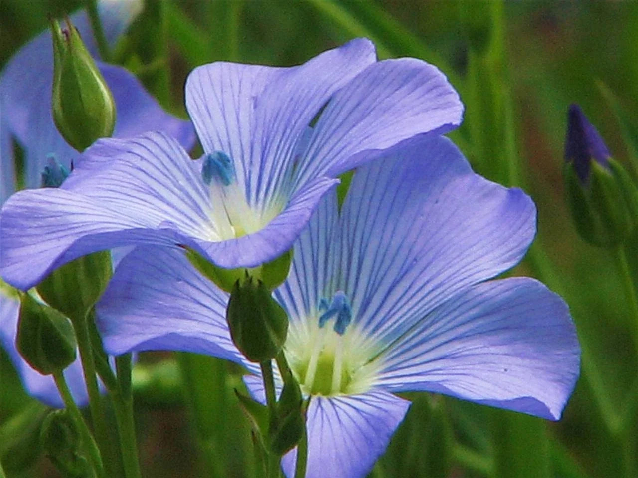 Blue Flax Seed Pack – 1000+ Seeds, Striking Blue Flowers, Linum perenne, Wildflower Garden, Easy to Grow