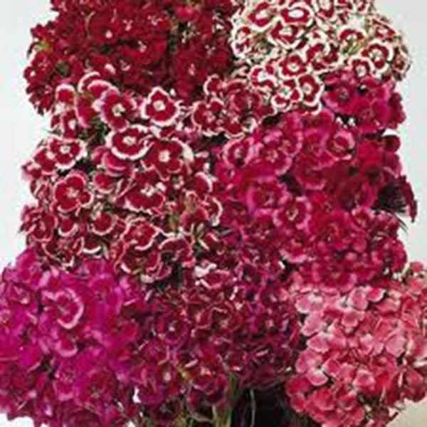 Sweet William Seeds - 100+ Flower Clusters - Dianthus barbatus - Garden, Border, Container Planting