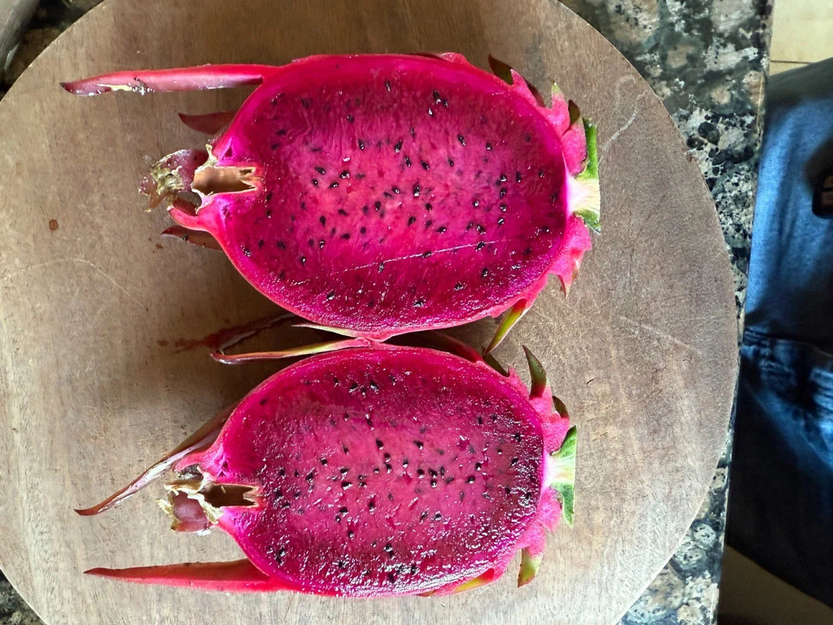 Australian Dragon Fruit Cutting 8-10" Red Flesh Hylocereus costaricensis for Home Gardening