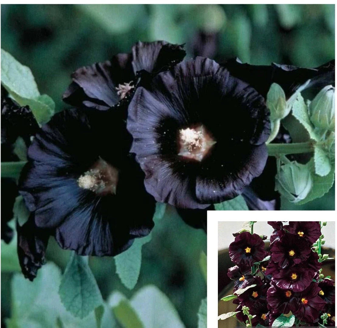 Black Hollyhock Flower Seeds - 25+ Alcea rosea Perennial Garden Seeds for Borders & Pollinator Attraction